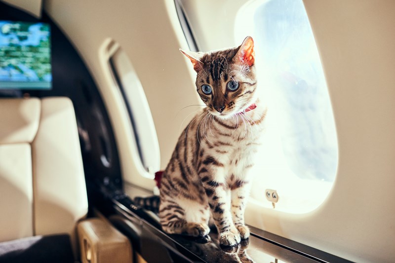 VistaJet cat on board private jet
