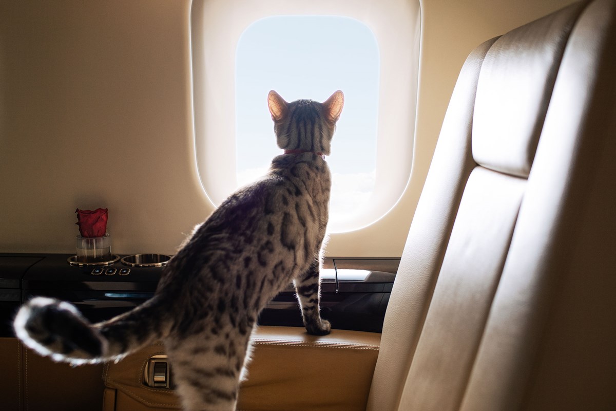 travel-tips-for-cat-owners