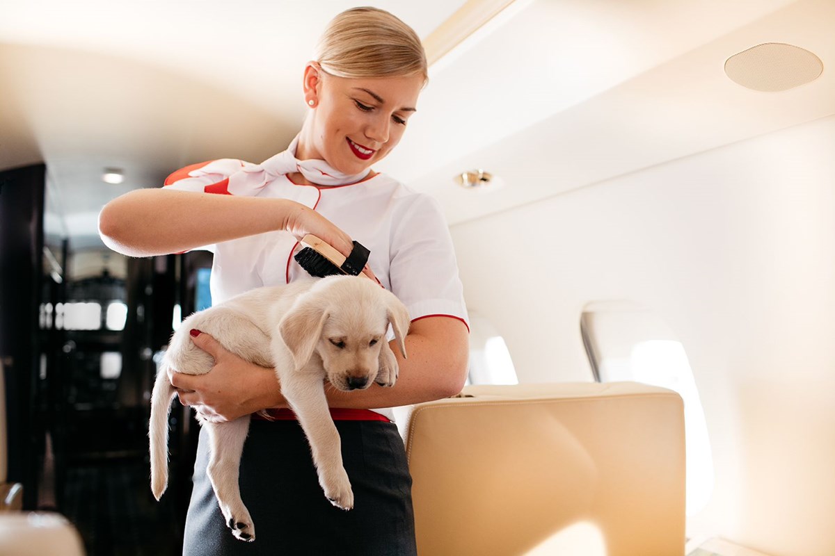 travel-hacks-how-to-fly-with-pets