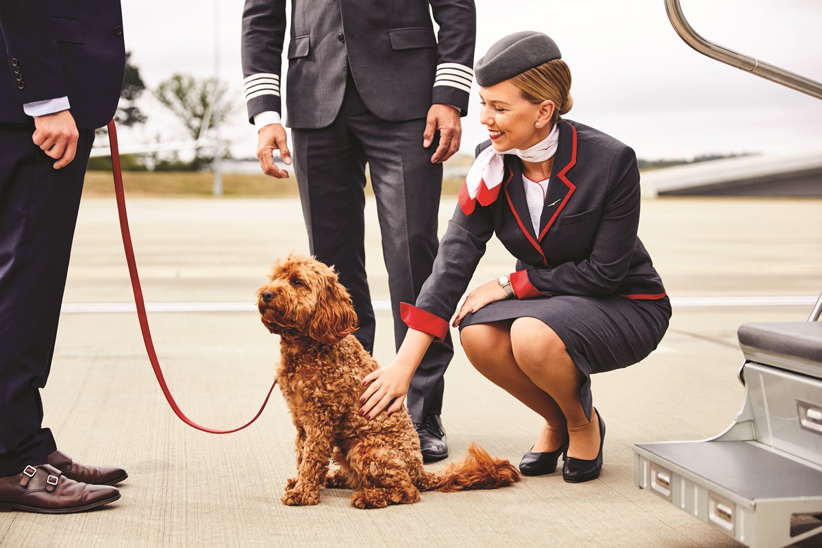 in-flight-pet-care-the-new-standard