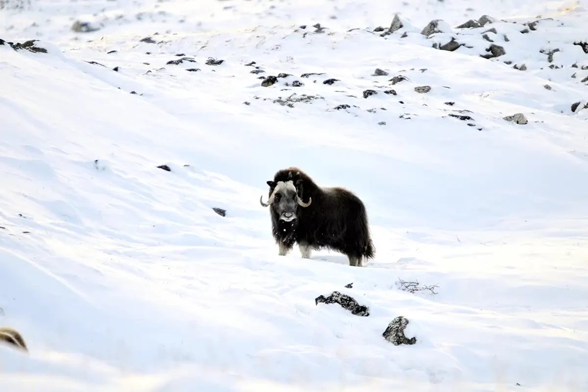 格陵兰雪地中的麝牛 野生动物追踪体验