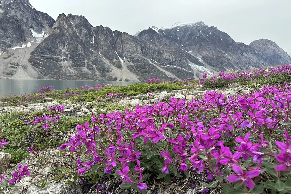 格陵兰夏季高山花海与北极自然景观